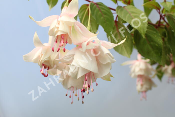 Fuchsie, čílko 'Annabell' - Fuchsia hybrida 'Annabell'