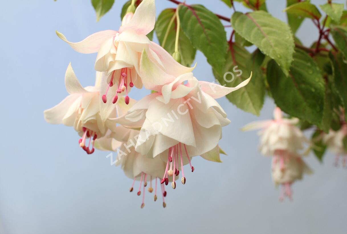 Fuchsie, čílko 'Annabell' - Fuchsia hybrida 'Annabell'