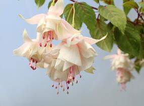 Fuchsie, čílko 'Annabell' - Fuchsia hybrida 'Annabell'