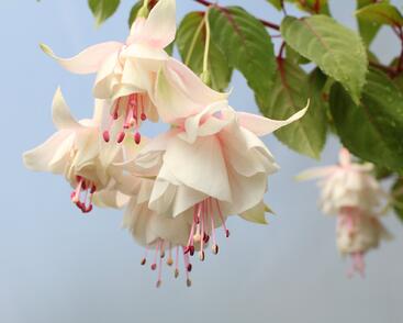 Fuchsie, čílko 'Annabell'