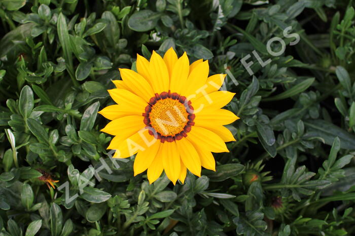 Gazánie zářivá 'Impressa Yellow with Ring' - Gazania rigens 'Impressa Yellow with Ring'