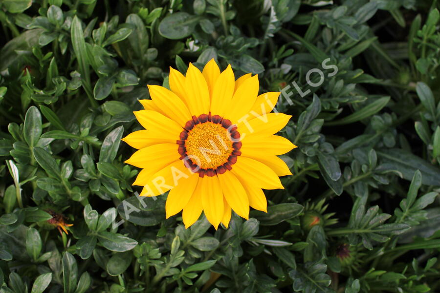 Gazánie zářivá 'Impressa Yellow with Ring' - Gazania rigens 'Impressa Yellow with Ring'