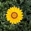 Gazánie zářivá 'Impressa Yellow with Ring' - Gazania rigens 'Impressa Yellow with Ring'