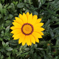 Gazánie zářivá 'Impressa Yellow with Ring' - Gazania rigens 'Impressa Yellow with Ring'