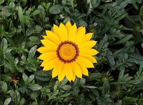Gazánie zářivá 'Impressa Yellow with Ring' - Gazania rigens 'Impressa Yellow with Ring'