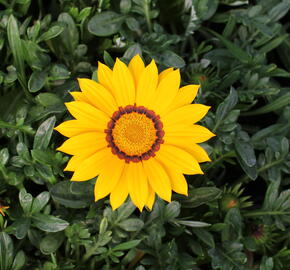 Gazánie zářivá 'Impressa Yellow with Ring' - Gazania rigens 'Impressa Yellow with Ring'