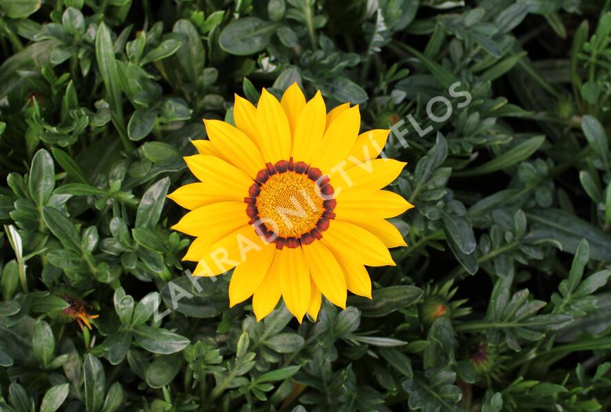 Gazánie zářivá 'Impressa Yellow with Ring' - Gazania rigens 'Impressa Yellow with Ring'