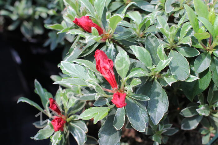Azalka japonská 'Hot Shot' - Azalea japonica 'Hot Shot'