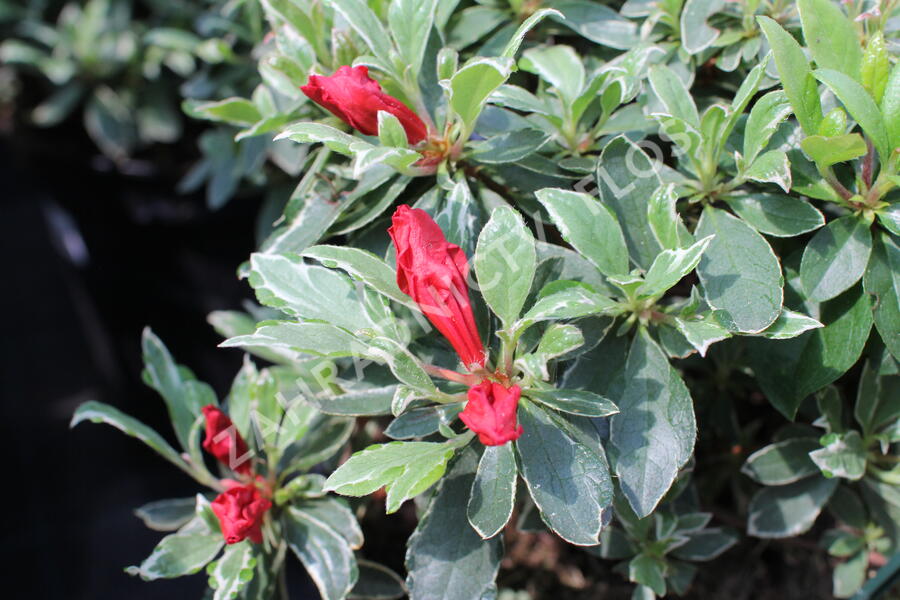 Azalka japonská 'Hot Shot' - Azalea japonica 'Hot Shot'