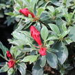 Azalka japonská 'Hot Shot' - Azalea japonica 'Hot Shot'