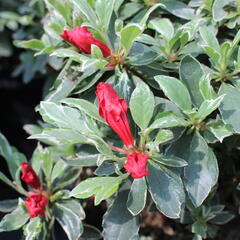 Azalka japonská 'Hot Shot' - Azalea japonica 'Hot Shot'