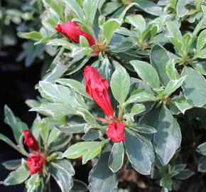 Azalka japonská 'Hot Shot' - Azalea japonica 'Hot Shot'