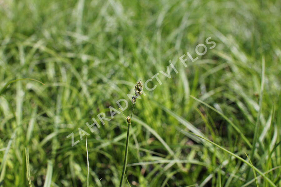 Ostřice přetrhovaná - Carex divulsa