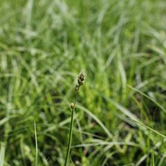 Ostřice přetrhovaná - Carex divulsa