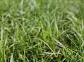 Ostřice přetrhovaná - Carex divulsa