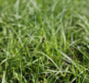 Ostřice přetrhovaná - Carex divulsa