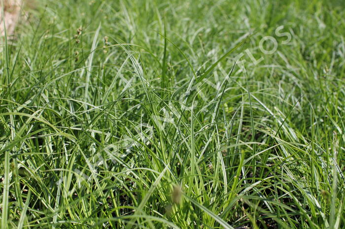 Ostřice přetrhovaná - Carex divulsa