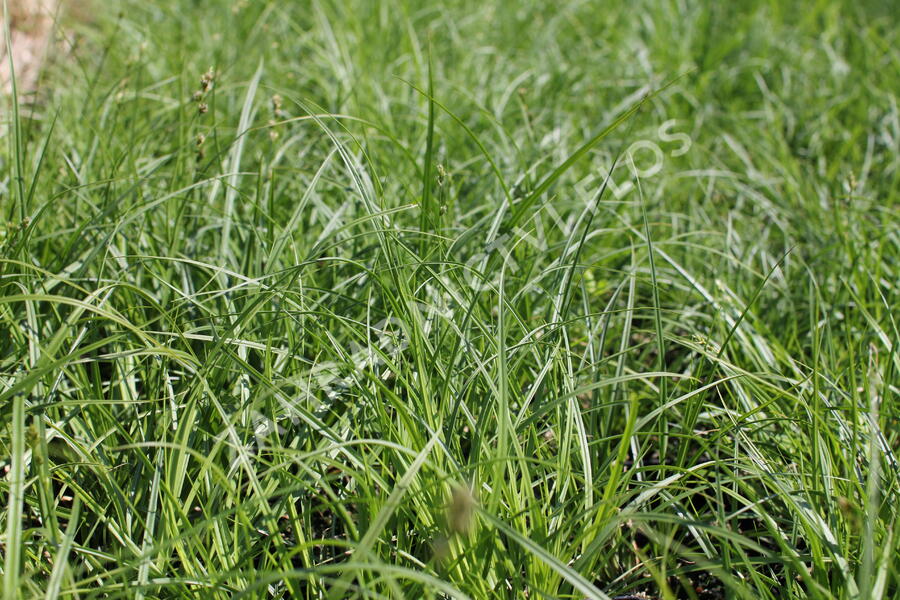 Ostřice přetrhovaná - Carex divulsa