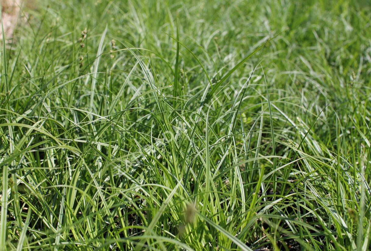 Ostřice přetrhovaná - Carex divulsa