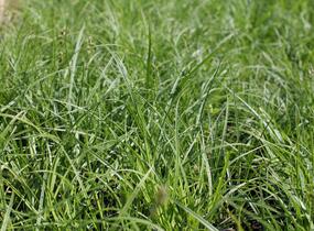 Ostřice přetrhovaná - Carex divulsa