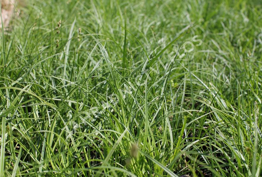 Ostřice přetrhovaná - Carex divulsa
