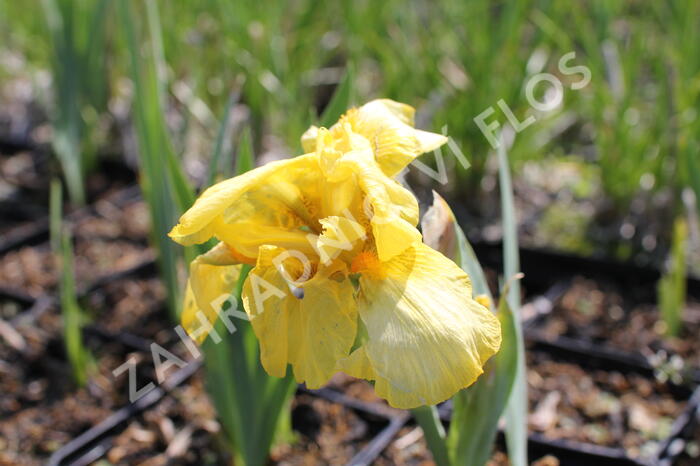 Kosatec nízký 'Szintella' - Iris barbata-media 'Szintella'