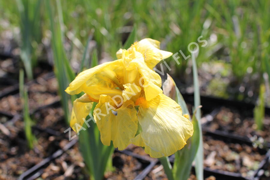 Kosatec nízký 'Szintella' - Iris barbata-media 'Szintella'