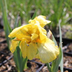 Kosatec německý 'Szintella' - Iris barbata-media 'Szintella'