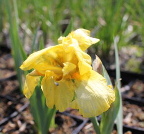 Kosatec německý 'Szintella' - Iris barbata-media 'Szintella'