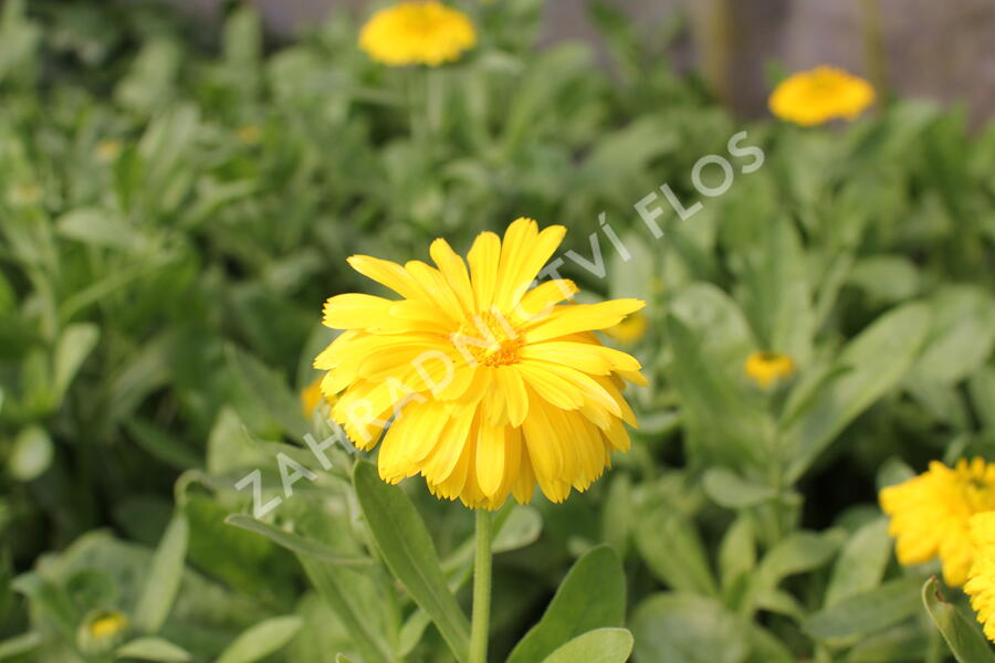 Měsíček lékařský 'Yellow with Black Eye' - Calendula officinalis 'Yellow with Black Eye'