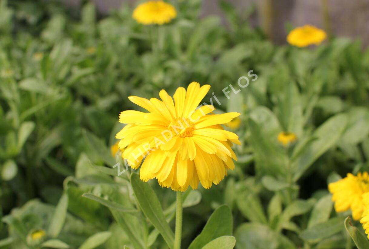 Měsíček lékařský 'Yellow with Black Eye' - Calendula officinalis 'Yellow with Black Eye'