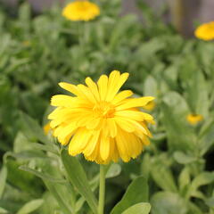 Měsíček lékařský 'Yellow with Black Eye' - Calendula officinalis 'Yellow with Black Eye'