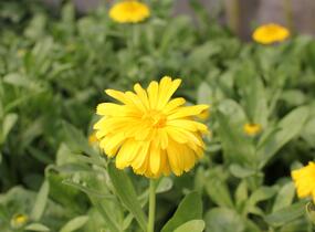Měsíček lékařský 'Yellow with Black Eye' - Calendula officinalis 'Yellow with Black Eye'