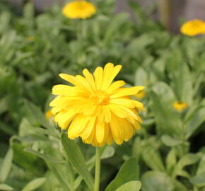 Měsíček lékařský 'Yellow with Black Eye' - Calendula officinalis 'Yellow with Black Eye'