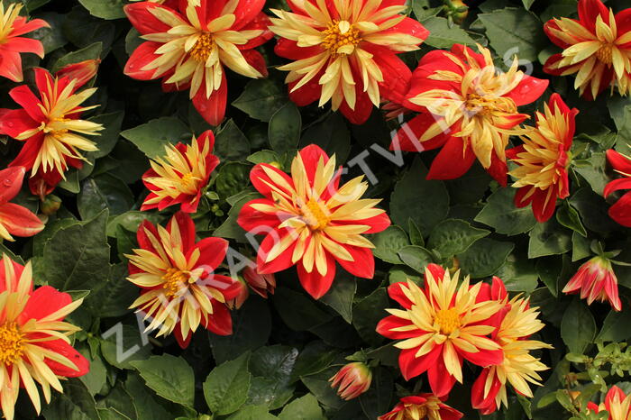 Jiřina 'Lubega Special Orange Bicolor' - Dahlia 'Lubega Special Orange Bicolor'