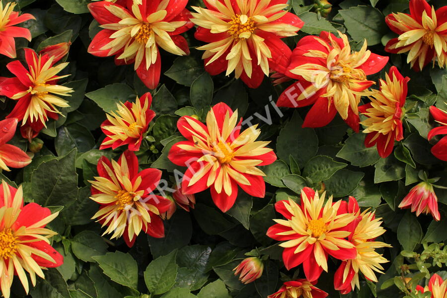 Jiřina 'Lubega Special Orange Bicolor' - Dahlia 'Lubega Special Orange Bicolor'