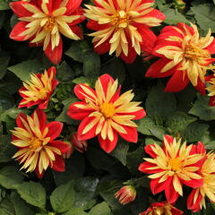 Jiřina 'Lubega Special Orange Bicolor' - Dahlia 'Lubega Special Orange Bicolor'
