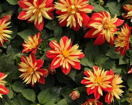 Jiřina 'Lubega Special Orange Bicolor'