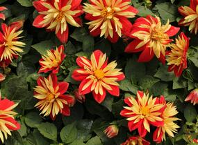 Jiřina 'Lubega Special Orange Bicolor' - Dahlia 'Lubega Special Orange Bicolor'