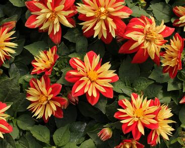 Jiřina 'Lubega Special Orange Bicolor'