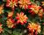 Jiřina 'Lubega Special Orange Bicolor'