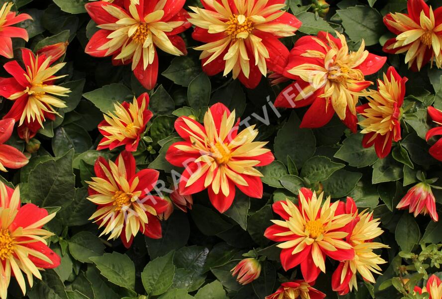 Jiřina 'Lubega Special Orange Bicolor' - Dahlia 'Lubega Special Orange Bicolor'