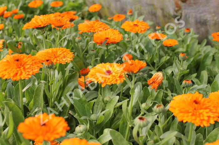 Měsíček lékařský 'Orange with Black Eye' - Calendula officinalis 'Orange with Black Eye'