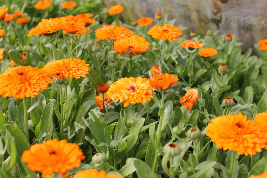 Měsíček lékařský 'Orange with Black Eye' - Calendula officinalis 'Orange with Black Eye'