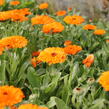 Měsíček lékařský 'Orange with Black Eye' - Calendula officinalis 'Orange with Black Eye'