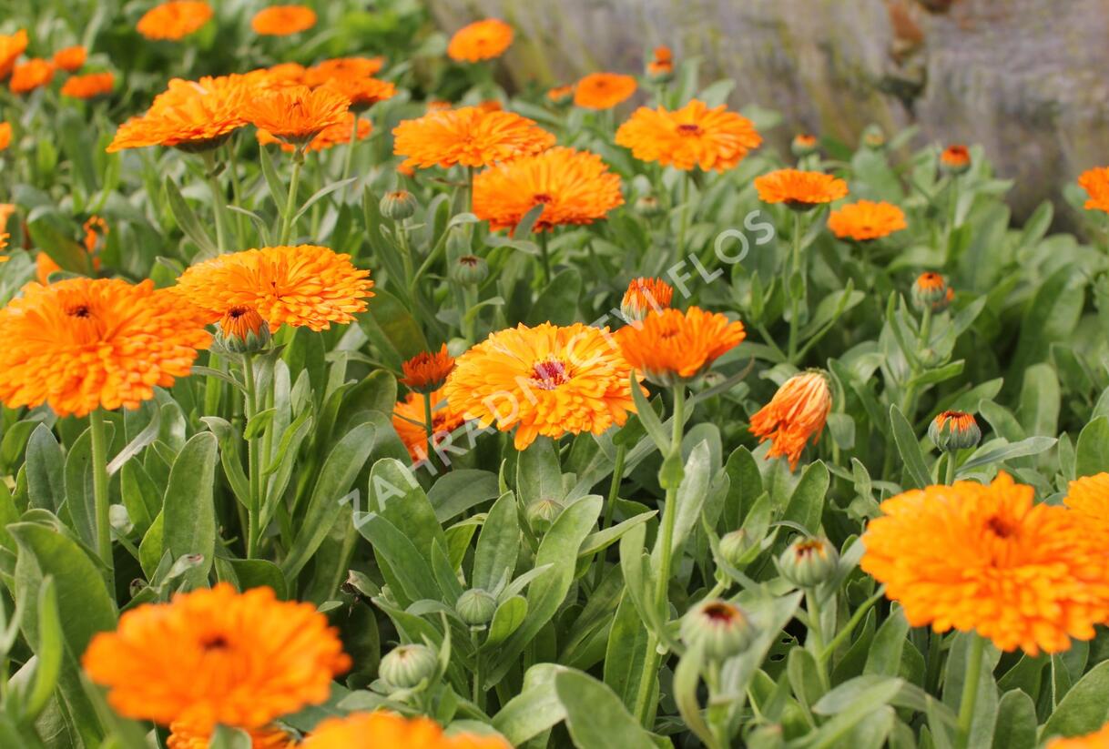 Měsíček lékařský 'Orange with Black Eye' - Calendula officinalis 'Orange with Black Eye'