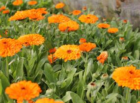 Měsíček lékařský 'Orange with Black Eye' - Calendula officinalis 'Orange with Black Eye'