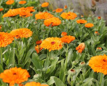Měsíček lékařský 'Orange with Black Eye'