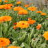 mesicek-lekarsky-orange-with-black-eye.jpg