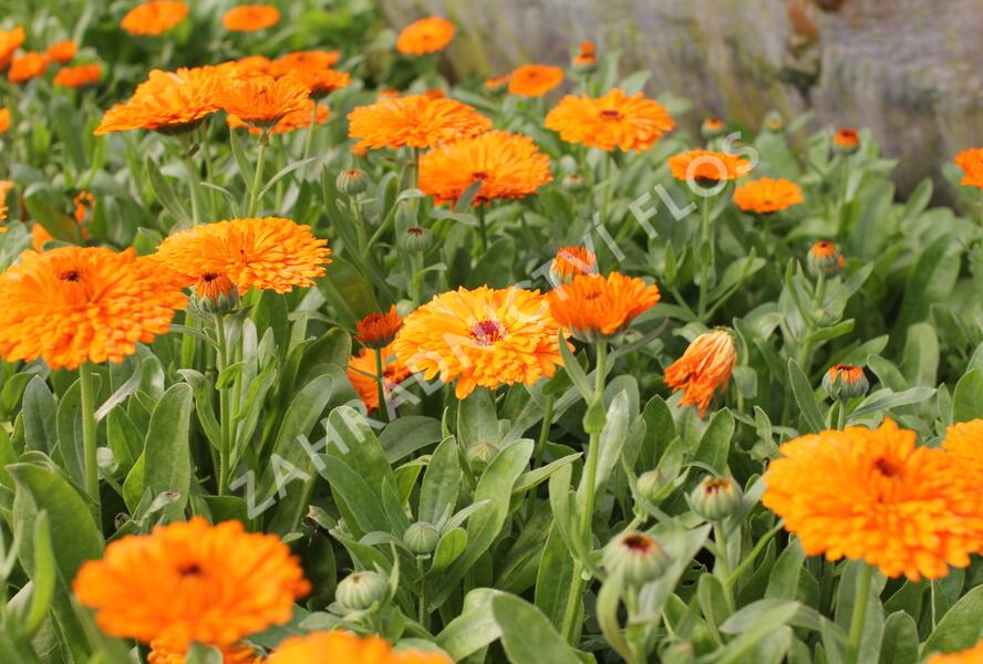 Měsíček lékařský 'Orange with Black Eye' - Calendula officinalis 'Orange with Black Eye'